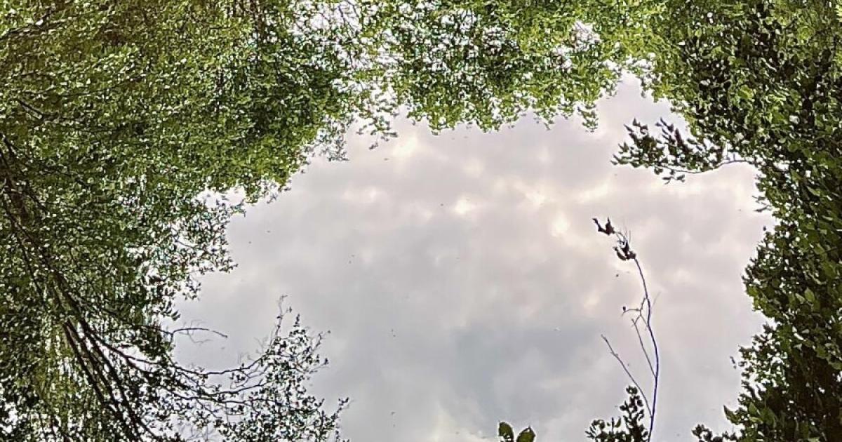 Trees reflected in water