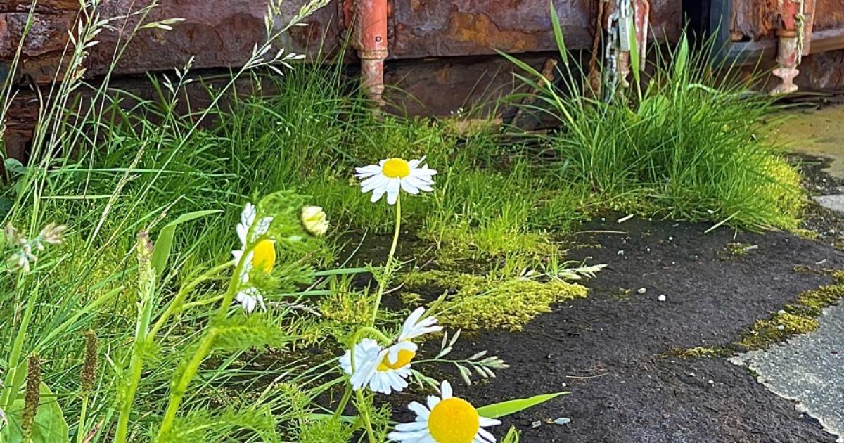 Daisies in front of rusted shipping container